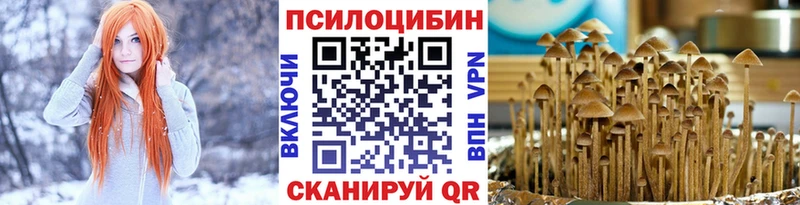 Купить  Сланцы  Псилоцибиновые грибы мицелий 